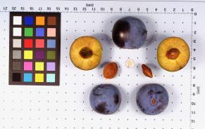 Click for 1 image(s) for this accession. FRUIT